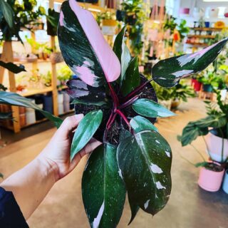 Close-up of houseplant with pink on leaves