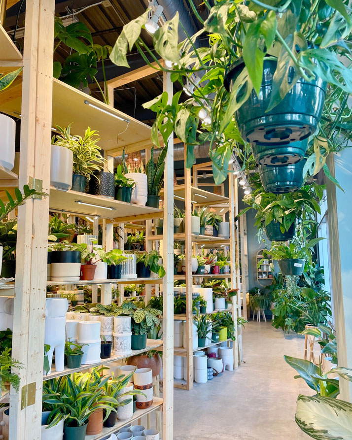 Plant House's shop interior full of houseplants and planters